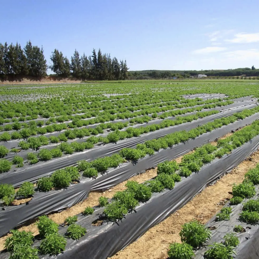 Captura de pantalla 2026-01-07 a las 9.25.20