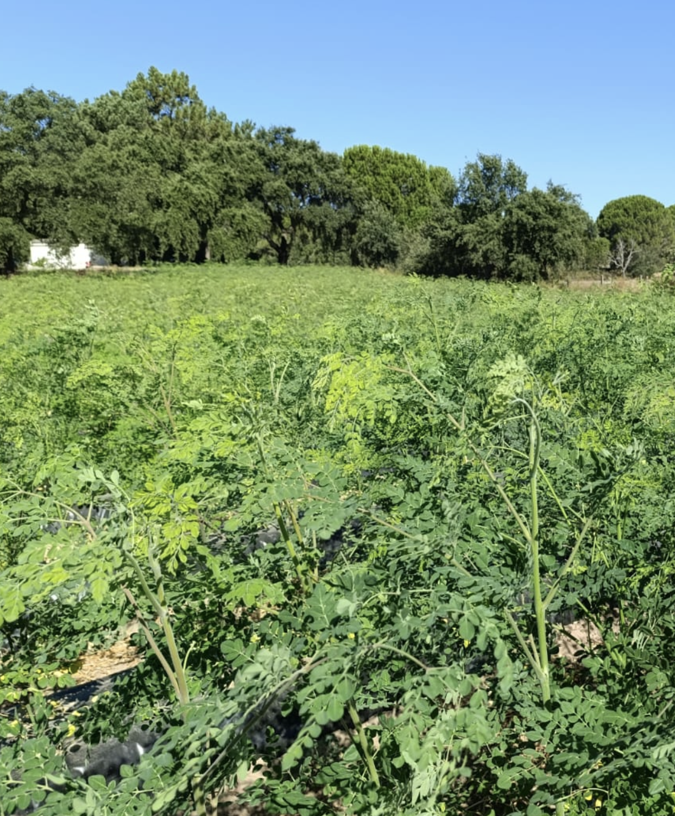 Captura de pantalla 2026-01-08 a las 14.58.25